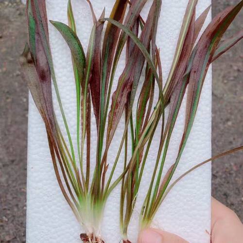 Ada老虎椒水草高端植物阴