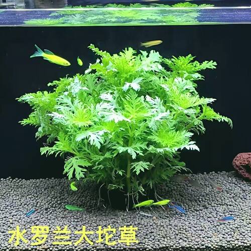 水罗兰坨草套餐鱼缸懒人