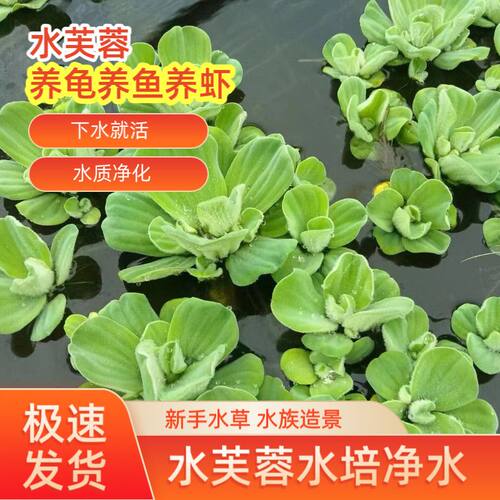 真水草养龟养虾缸净化水
