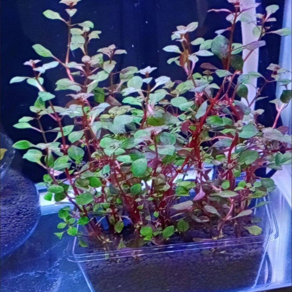 鱼缸草缸真水草造景红丁