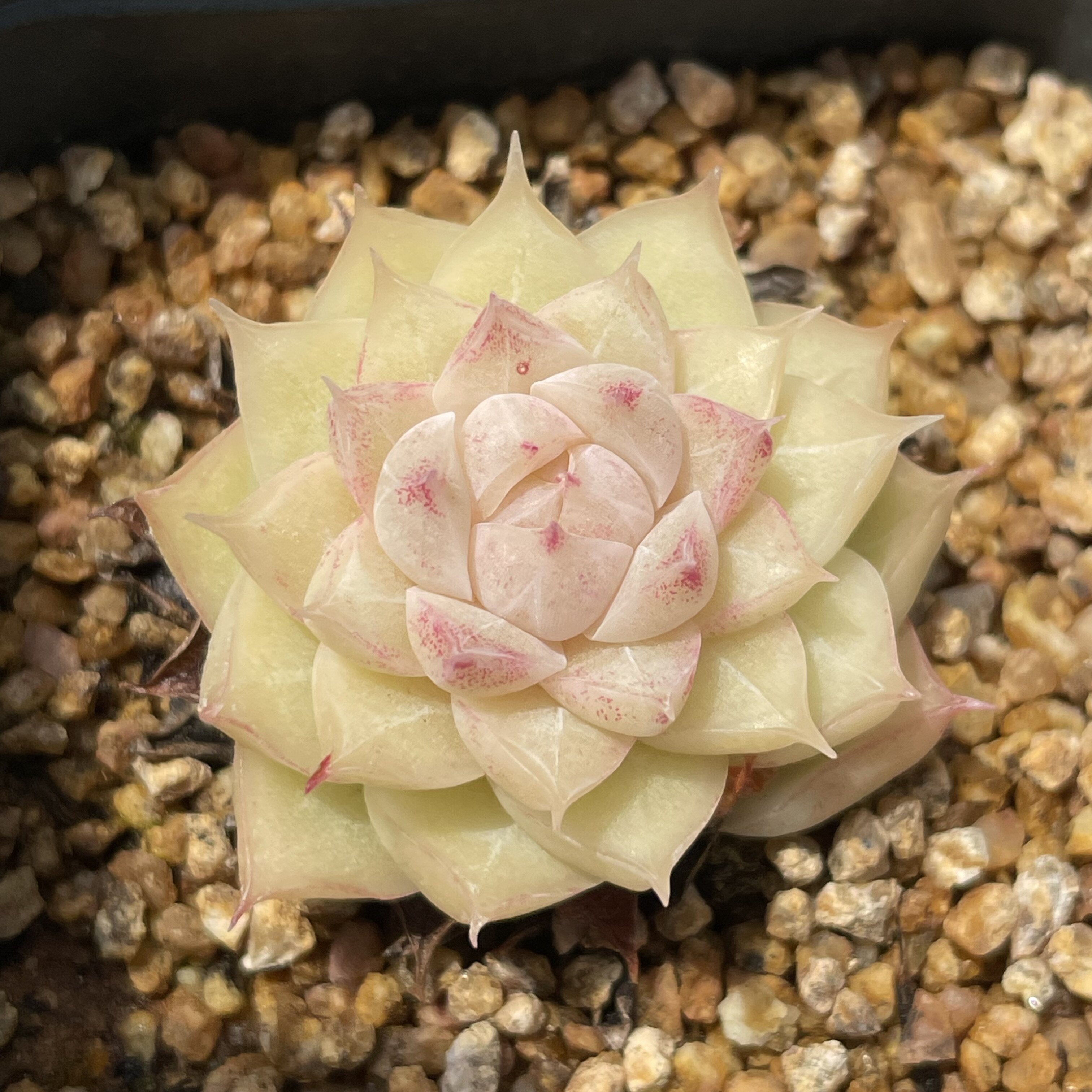 多肉植物盆栽绿植花卉多肉组合室内防辐射冰心糖心暗纹边线长睫毛