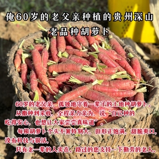 （深山里的小胡萝卜）新鲜农家老品种沙地脆甜水果胡萝卜生吃榨汁