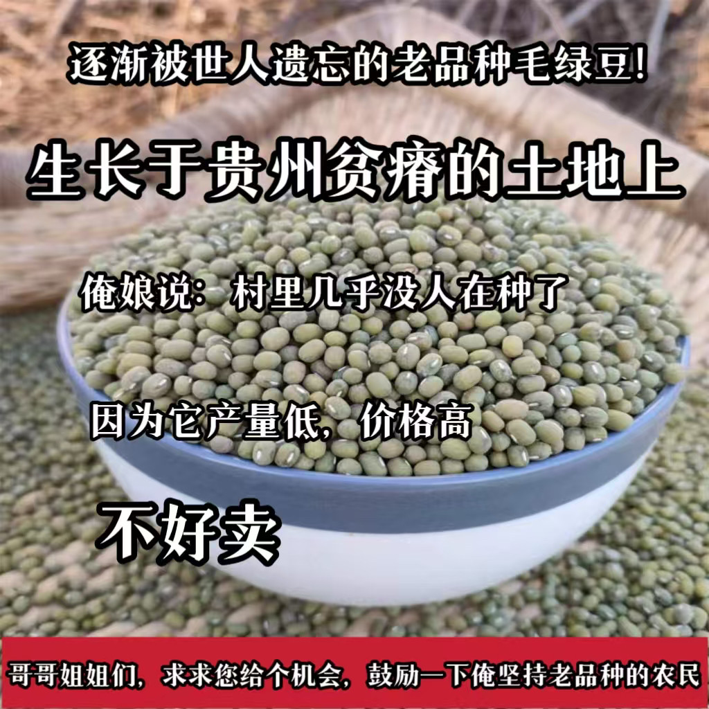 贵州深山里的老品种毛绿豆 熬粥发豆芽农家自种小绿豆当季新货