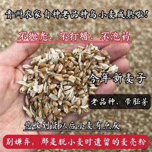 （正在消失的老品种小麦）农家自种今年新麦子麦粒做麦芽糖卖面粉
