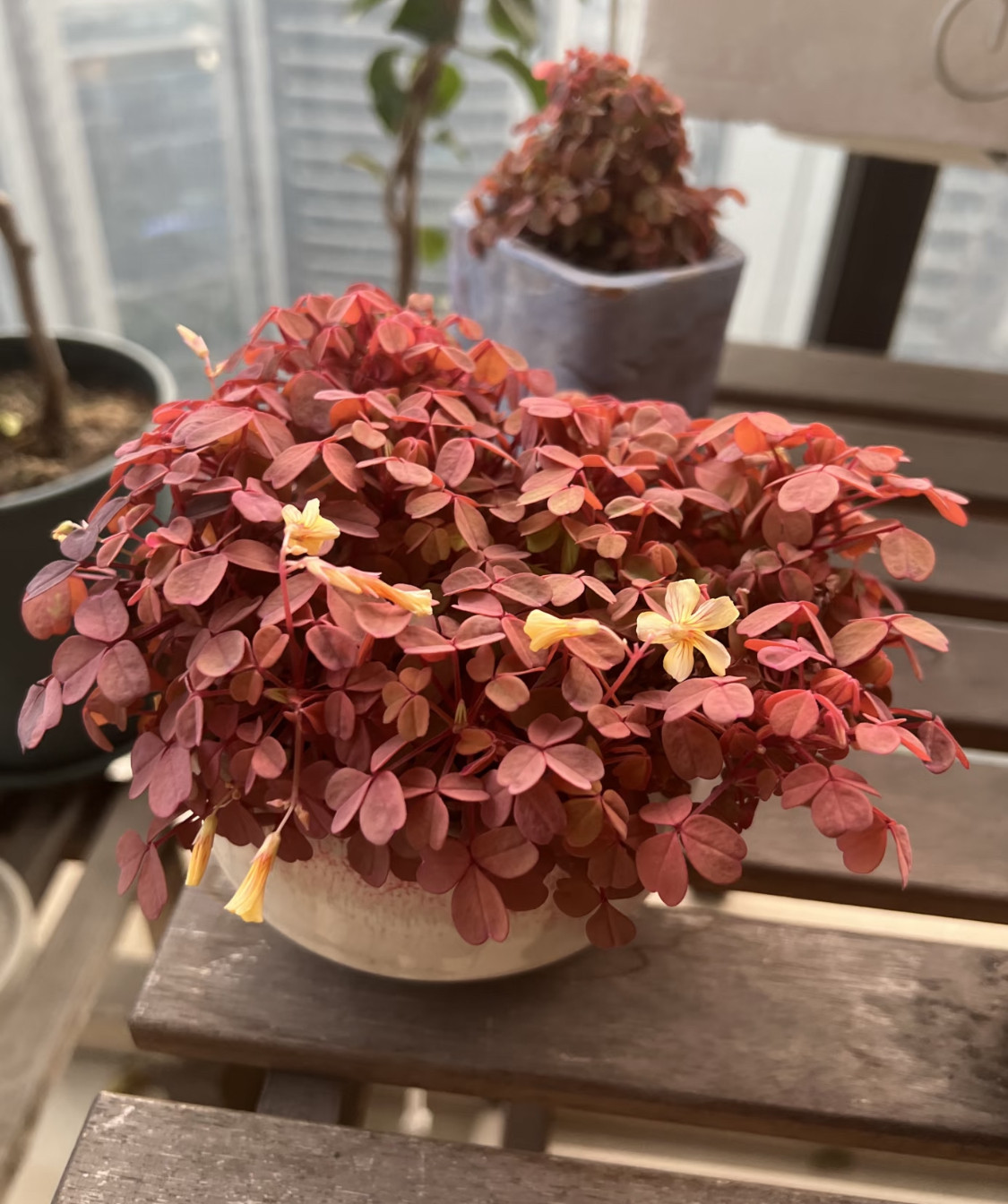 熔岩酢浆草小红枫黄花盆栽多年生桌面绿植