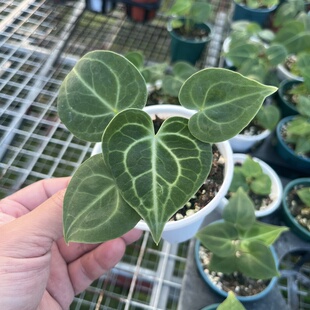 克莱恩花烛ins热植盆栽植物观叶绿植家庭室内