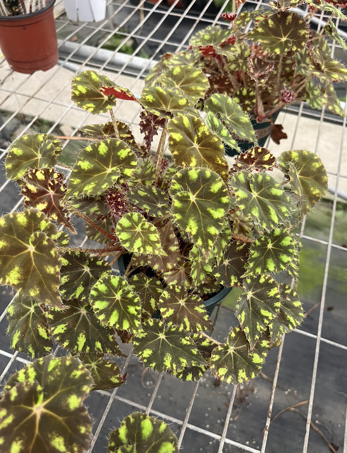 虎斑秋海棠小盆栽室内客厅办公室桌面绿植花卉植物好养活四季常青