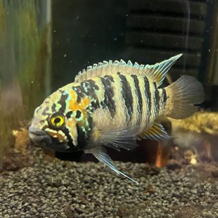 南美野血短鲷龙纹自繁种鱼公母配对亚成幼小型活体热带淡水观赏鱼