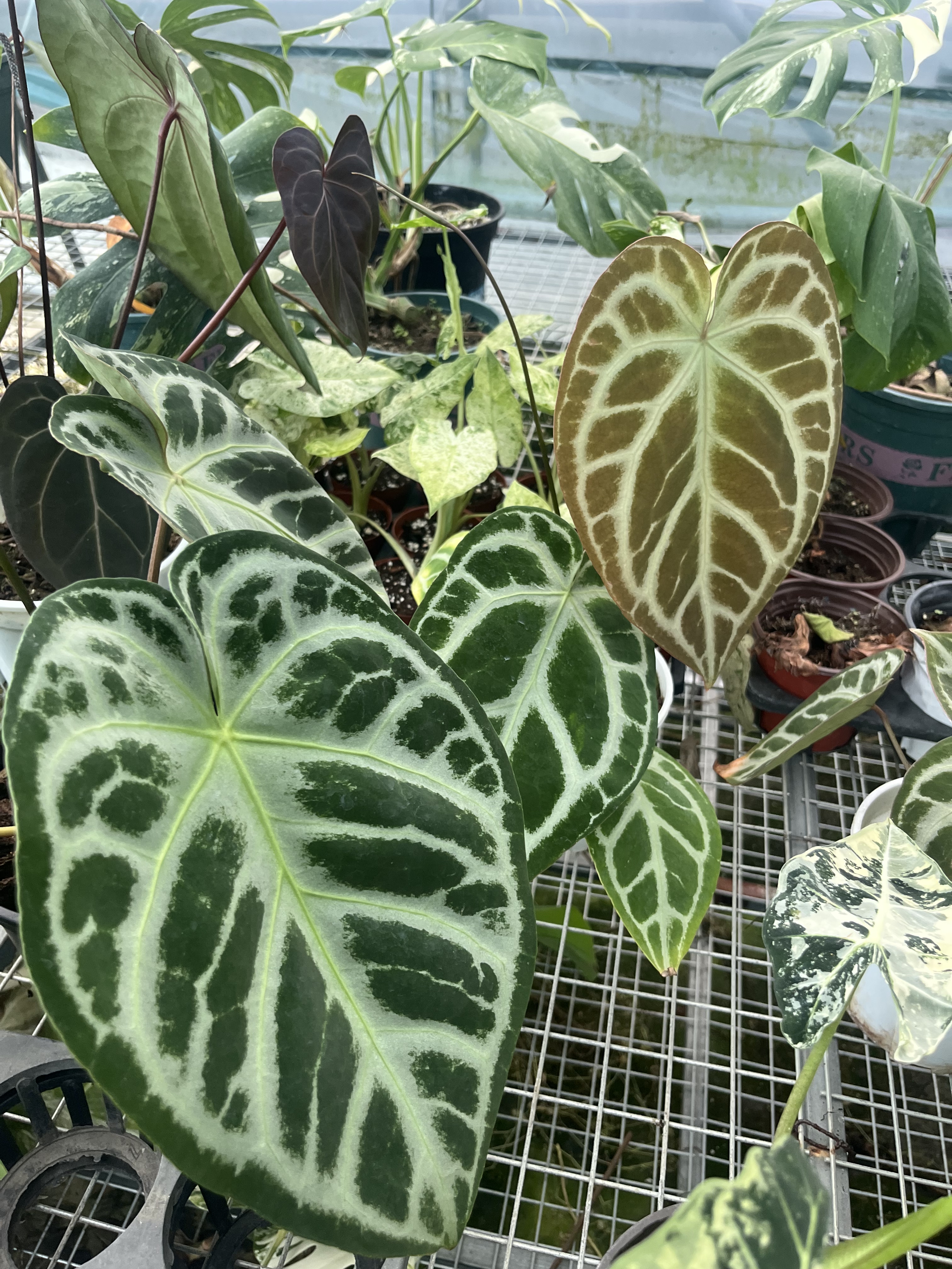 进口水晶花烛杂交籽播 ins观叶网红热植盆栽室内阳台素植一物一拍