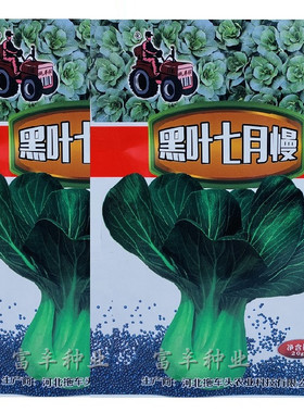 迟花七月慢六月慢青菜种子耐寒好吃青菜种籽耐抽苔苏州青油菜种籽