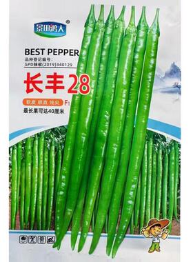 长丰28线椒种子早中熟嫩绿色软皮线椒种子高产椒条粗长线椒种子