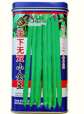 天下无双小金豆种子四季豆绿荚架豆角种子抗病高产菜豆蔬菜种孑