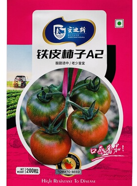 正宗铁皮柿子东北铁皮柿子西红柿种子水果草莓番茄种籽酸甜可口