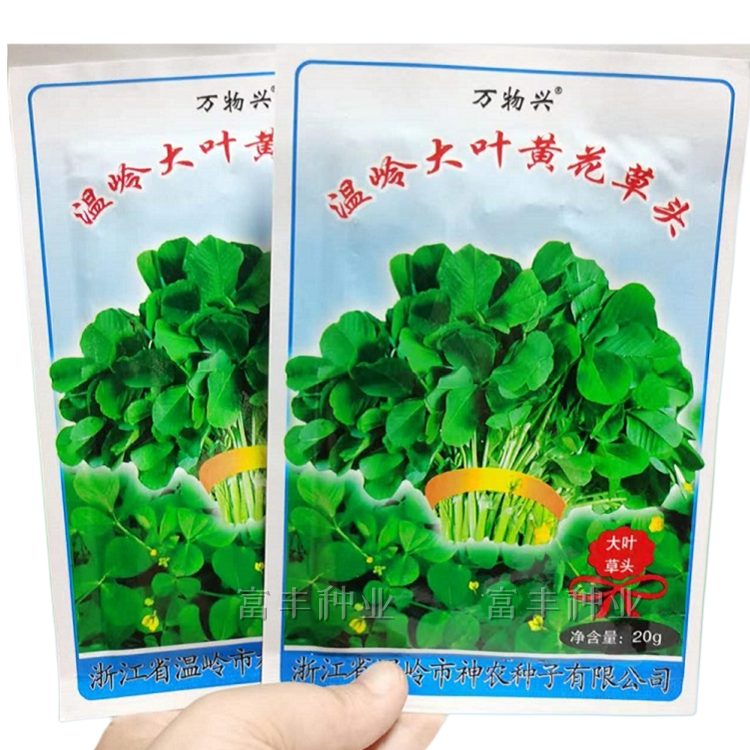 大叶黄花草头菜种子金花菜种籽食用苜蓿野菜种秋季上海草头菜种子