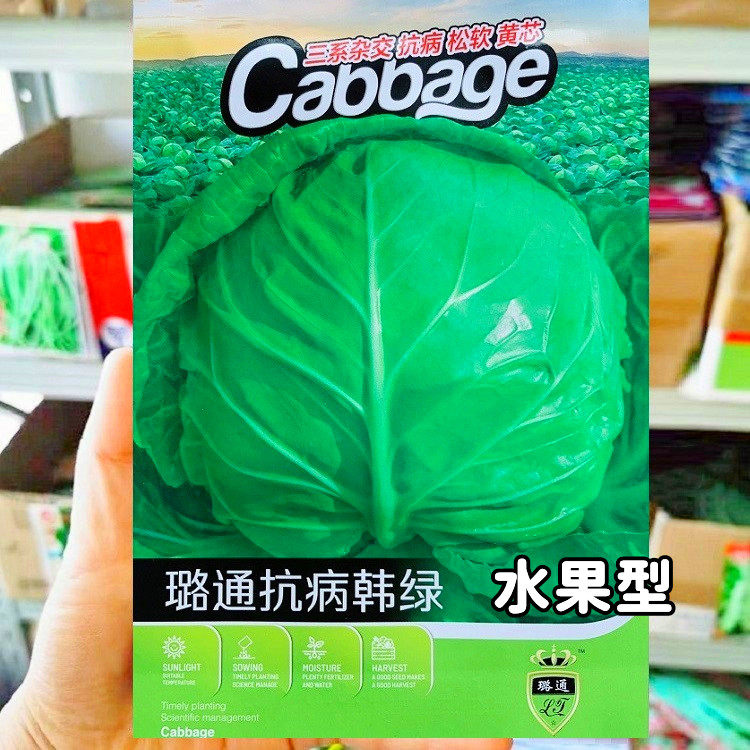 抗病韩绿甘蓝种子 三系杂交抗病卷心菜包菜种籽 黄芯水果甘蓝种子