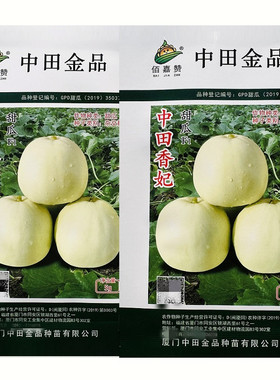中田香妃甜瓜种子微扁圆梨形薄皮甜瓜种子香甜爽口高糖香瓜种子