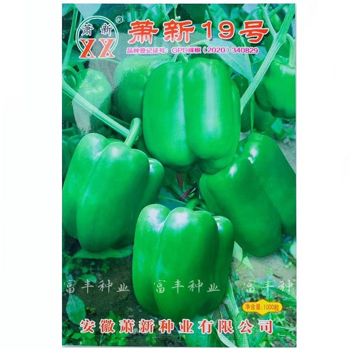 萧新19号甜椒种子大果灯笼椒种子 太空椒 菜椒青辣椒种子肉厚果大