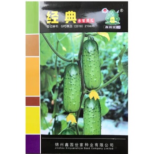 经典水果黄瓜种子早熟翠绿短棒水果黄瓜种子清香无苦味小青瓜种子