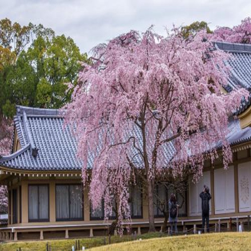 正宗日本樱花树苗 嫁接早樱晚樱 樱花小苗樱花树庭院