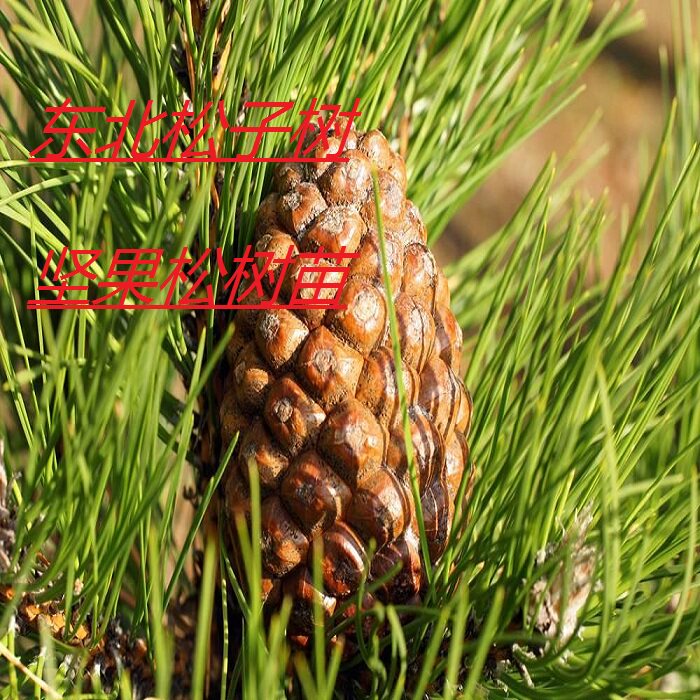 正宗东北红松苗国松树苗果松苗基地四季常青巴西松子苗现货红松树