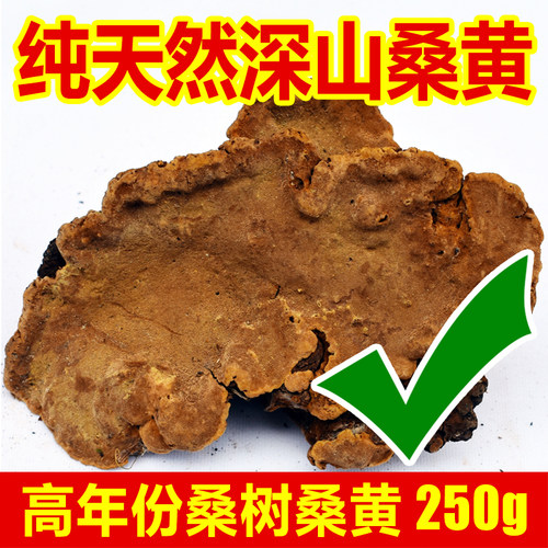 桑树桑黄特级正品药材中纯天然灵芝非西藏自治区长白山野生250g
