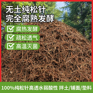 纯松针腐殖土君子兰专用土松针腐叶土腐熟透气兰花天然腐叶松针土