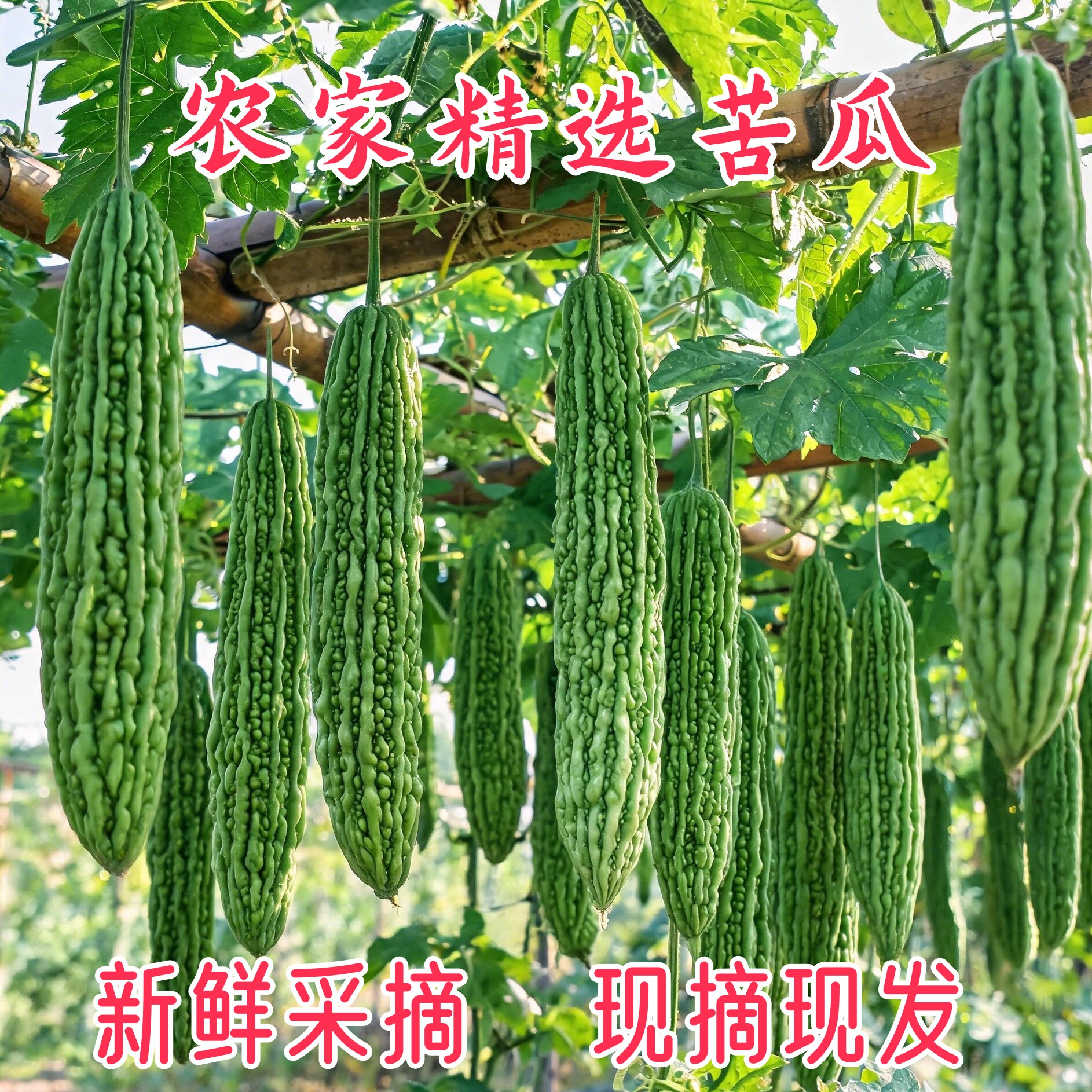 河南农家现摘鲜苦瓜整箱