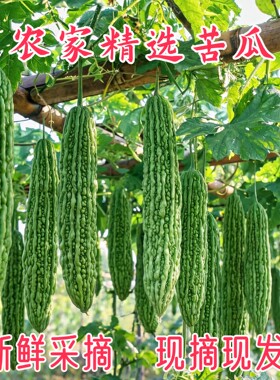 河南农家现摘鲜苦瓜整箱