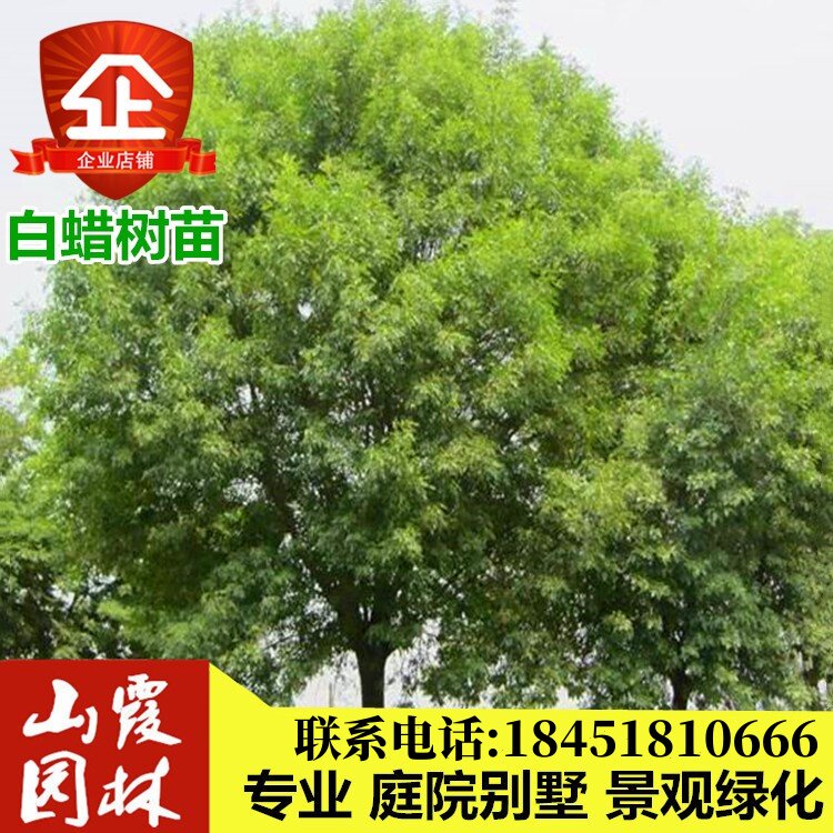 绿化苗木 白蜡树苗 白蜡杆树苗 速生白腊树苗 对节白蜡大小苗白腊