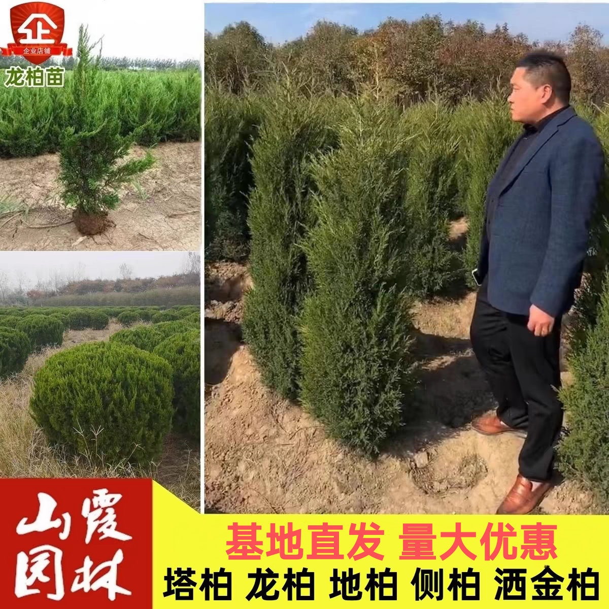 树苗龙柏球蜀块宝塔四季长青