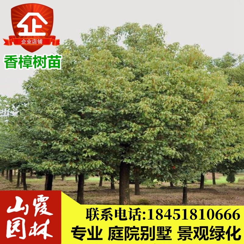 庭院道路绿化苗木香樟树苗龙脑樟树苗香樟小苗四季常青风景树