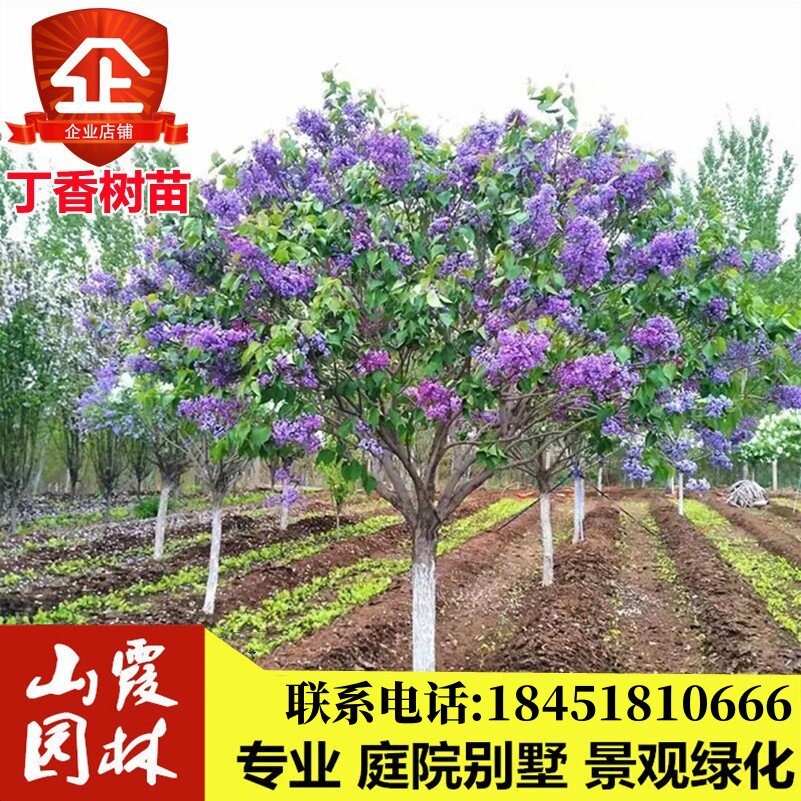 丁香花花苗树苗嫁接庭院绿化苗木