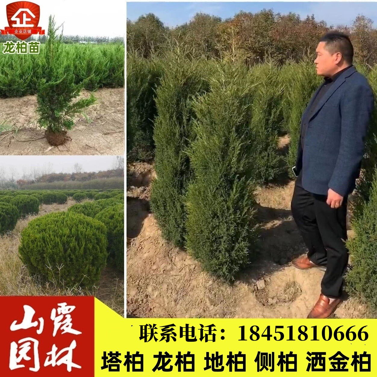 树苗龙柏球蜀块宝塔四季长青