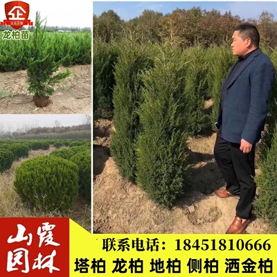 树苗龙柏球蜀块宝塔四季长青