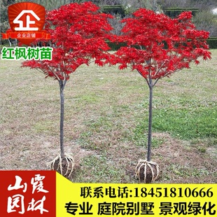 日本红枫树苗嫁接盆栽红枫小苗中国美国红枫苗庭院景观绿化苗木