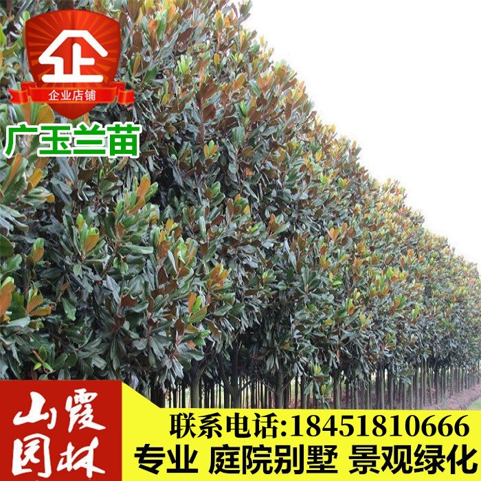 广玉兰树苗大花四季常青