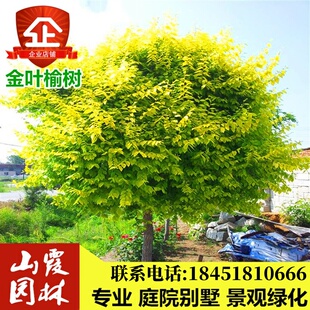 工程庭院绿化苗木金叶榆中华金叶榆速生榆树苗榆树小苗 黄金榆苗