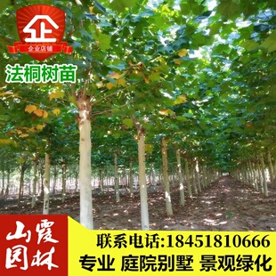 法国梧桐树苗法桐树苗绿化苗木法桐树苗小苗法桐苗 速生法桐树苗