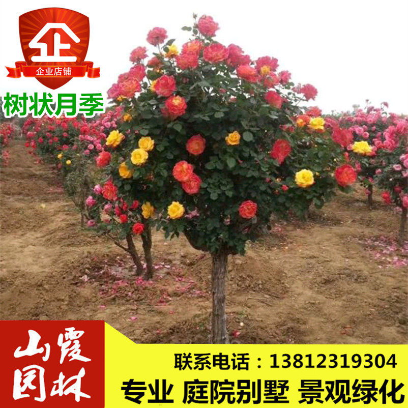 嫁接树桩月季棒棒糖树状月季树大花朵月季花苗特大花四季庭院老桩