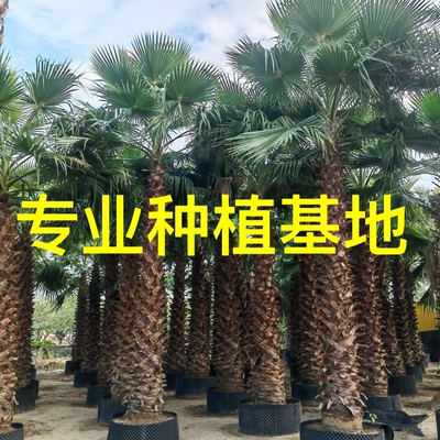 福建老人葵种植基地批发 浙江华棕价格华盛顿棕榈 江西老人葵基地