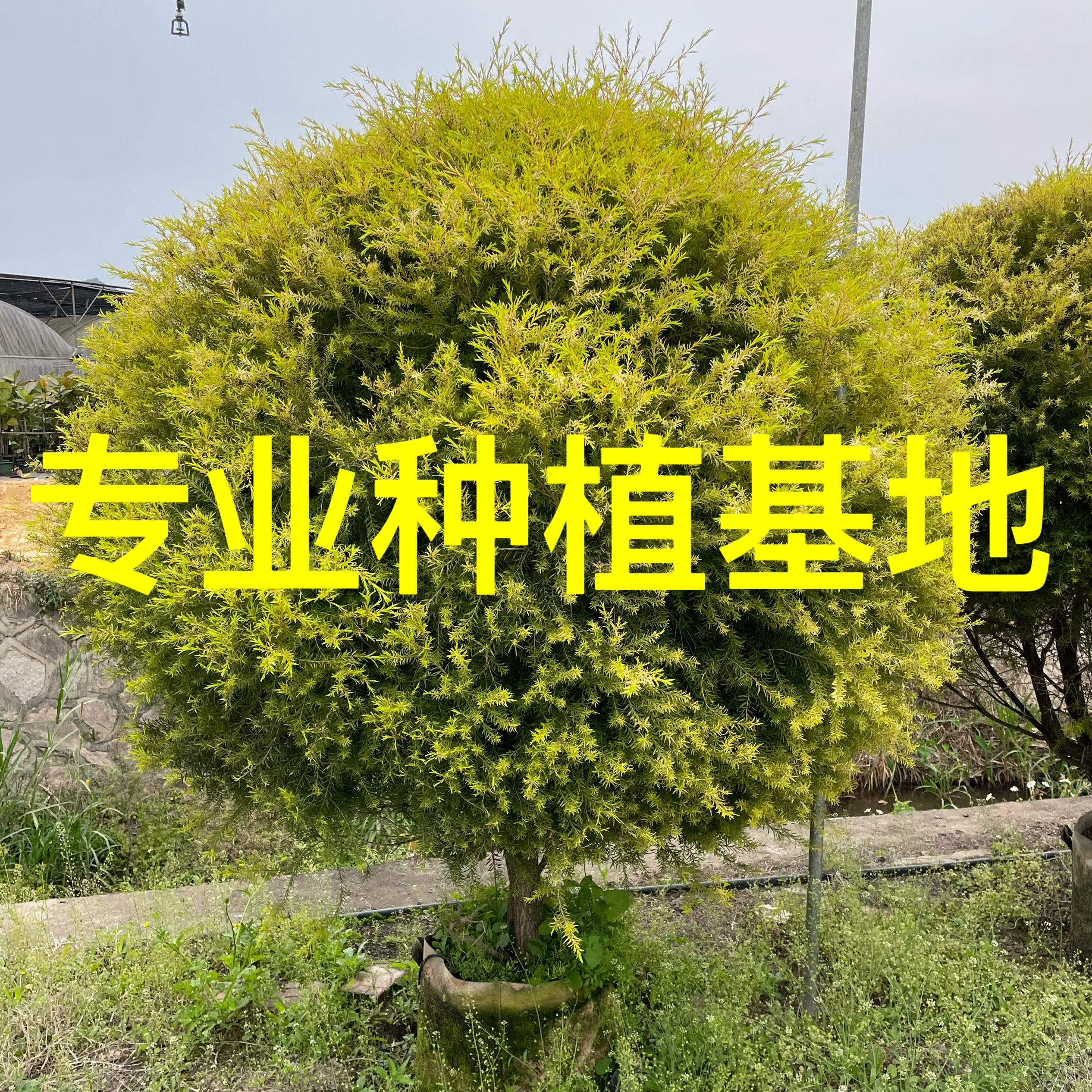 福建黄金香柳球批发 黄金宝树价格 千层金球种植基地 浙江千层金