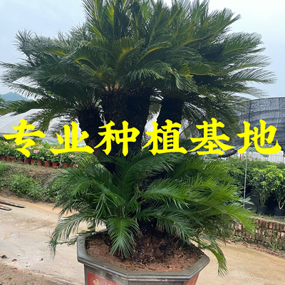 福建造型多头苏铁批发 大型多头苏铁价格 进口苏铁铁树基地供应