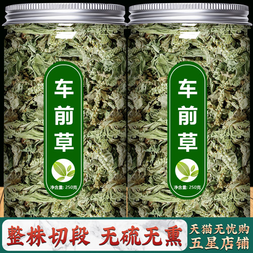 车前草野生新鲜正品干货中药