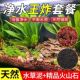 鱼缸造景底砂免洗水草泥火山石鹅卵石头纯天然铺底装 饰原生石头