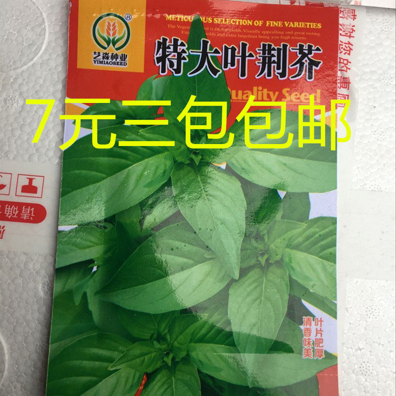 荆芥种子阳台盆栽香草河南