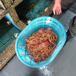春节限定顺丰包邮鲜活活虾