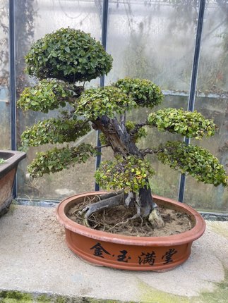 精品老桩造型盆景、雀梅盆景。