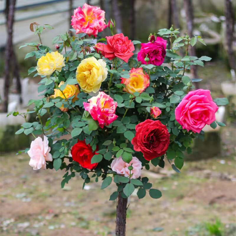高杆月季花树多色树桩老桩玫瑰月季花苗特大花树桩月季棒棒糖月季