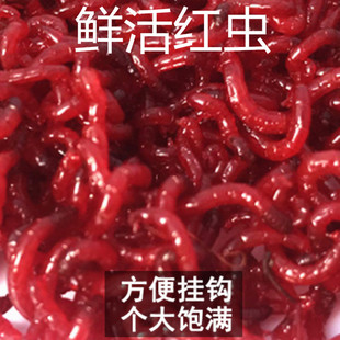 鲜红虫鱼虫子鲜活蚊子活虫线虫血虫活饵赤虫活的冰鲜红虫饵小虫