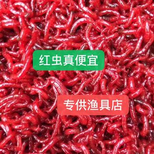 血虫活饵鲜活特大号线虫活饵小公虫鱼饵喂鱼钓鱼虫活饵红虫活饵料